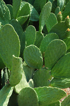 Load image into Gallery viewer, CACTUS 🌵 FACIAL WIPES
